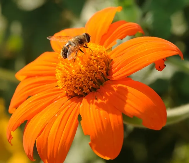 Drone fly visiting the Mexican sunflower. (Photo by Kathy Keatley Garvey)