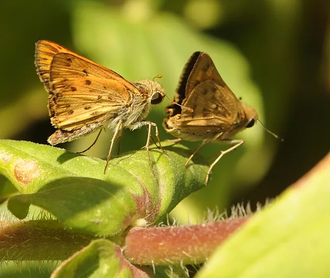 The male Fiery Skipper (Hylephila phyleus) often head-butts the female's genitalia during courtship, says noted butterfly expert Art Shapiro of UC Davis. (Photo by Kathy Keatley Garvey)