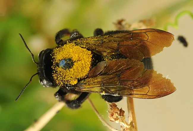 Female Valley carpenter bee, caught in flight, dusted with gold pollen. (Photo by Kathy Keatley Garvey)