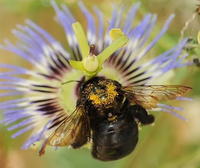 Gold alert! A female Valley carpenter bee heads toward a passion flower. (Photo by Kathy Keatley Garvey)