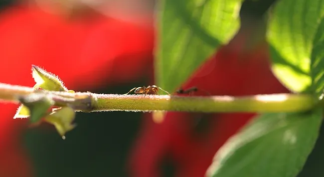 Ants crawl along a vine. (Photo by Kathy Keatley Garvey)