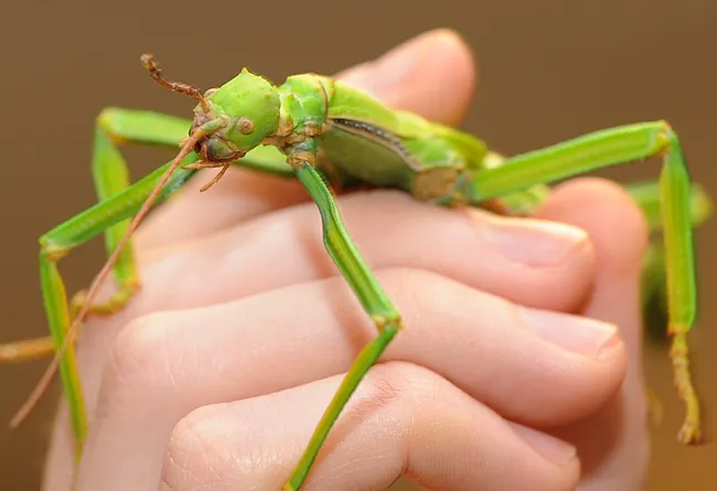 Visitors to the Bohart Museum can hold a walking stick. (Photo by Kathy Keatley Garvey)