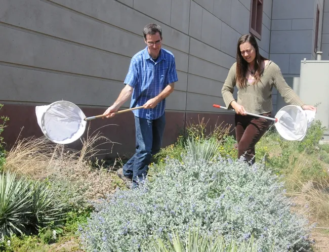 Assistant professor Neal Williams and Kimiora Ward, research associate from the Williams lab, collect bees. (Photo by Kathy Keatley Garvey)