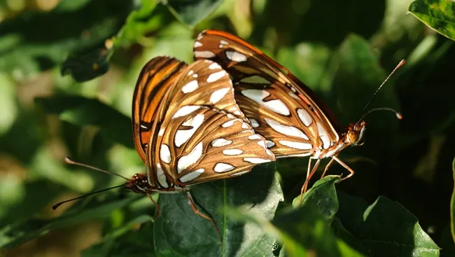 Mating gulf frits. (Photo by Kathy Keatley Garvey)