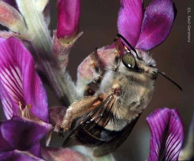 Digger bee, Habropoda pallida, a solitary ground-nesting bee, on Borrego milkvetch. (Photo by Leslie Saul-Gershenz, used with permission)