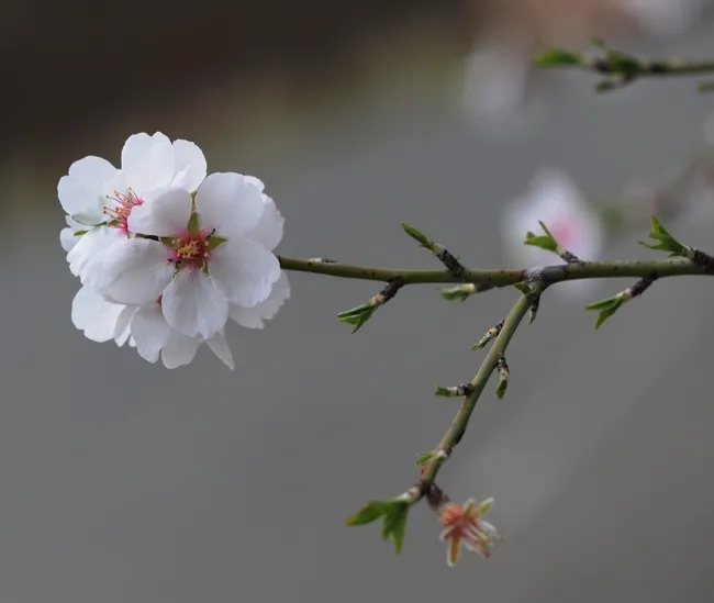 Delicate almond blossoms exuding "perfume" at Benicia State Park. (Photo by Kathy Keatley Garvey)