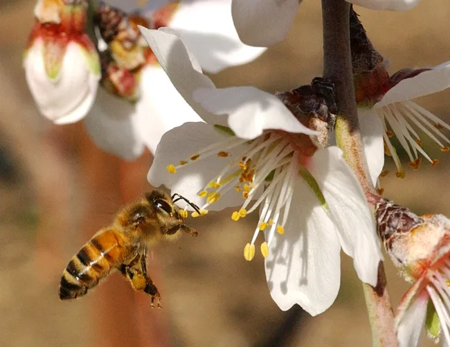 Honey bee heading toward almond blossoms. (Photo by Kathy Keatley Garvey)