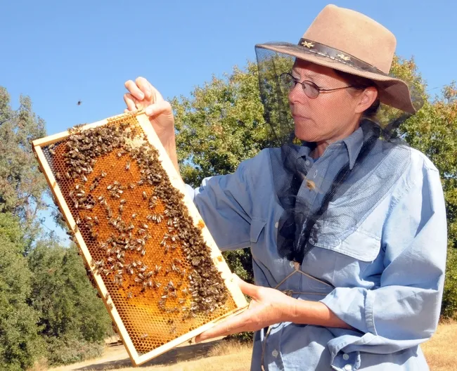 Bee breeder-geneticist Susan Cobey checks over a frame at the Harry H. Laidlaw Jr. Honey Bee Research Facility. (Photo by Kathy Keatley Garvey)