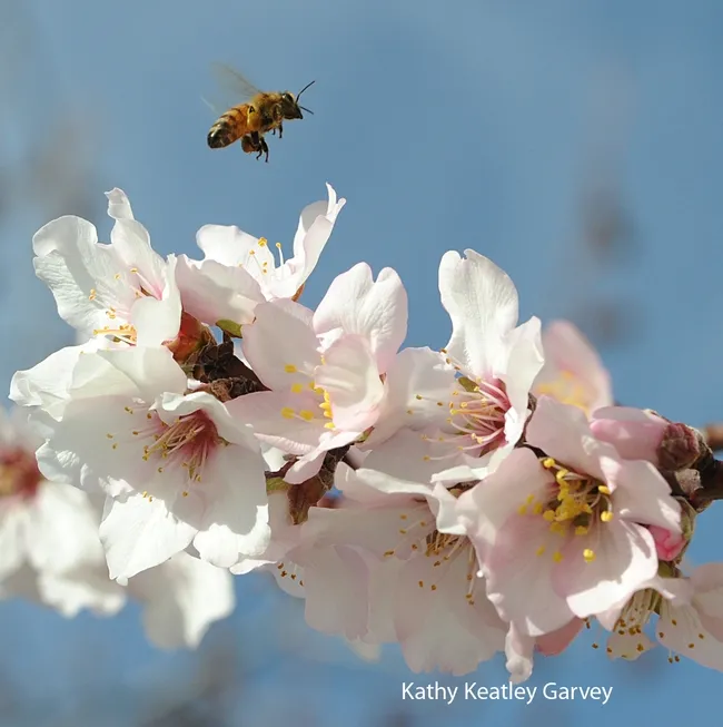 Up, up and away. (Photo by Kathy Keatley Garvey)