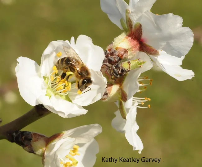 Honey bee foraging on almond blossoms on Valentine's Day. (Photo by Kathy Keatley Garvey)