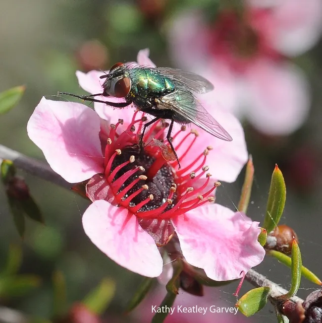 Blow fly on a New Zealand tea tree (Leptospermum scoparium). (Photo by Kathy Keatley Garvey)