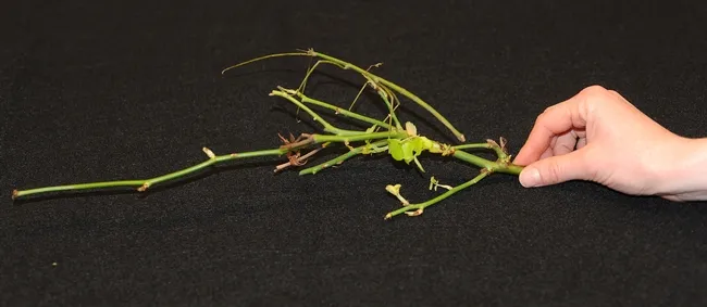 Where's the walking stick? It's the top "twig" in the background. This is a female. (Photo by Kathy Keatley Garvey)