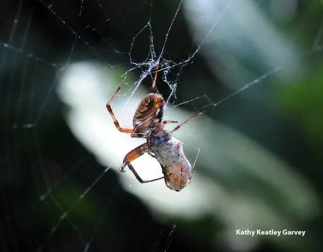 Garden spider wrapping its prey. (Photo by Kathy Keatley Garvey)