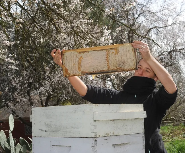Melanie Lataste examines a frame of honey. She and her husband, Pierre Arrial, are new members of the Bee Collective.