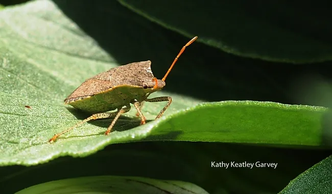 Stink bug occupies a fava bean leaf. (Photo by Kathy Keatley Garvey)