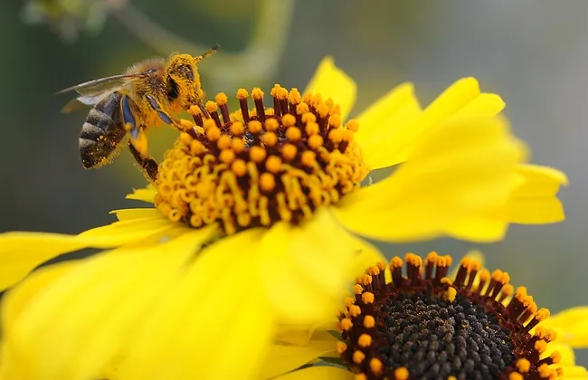 Pollen-covered honey bee on brittlebush, Encelia californica (as identified by Ellen Zagory), in back of the UC Davis Lab Sciences Building. (Photo by Kathy Keatley Garvey)