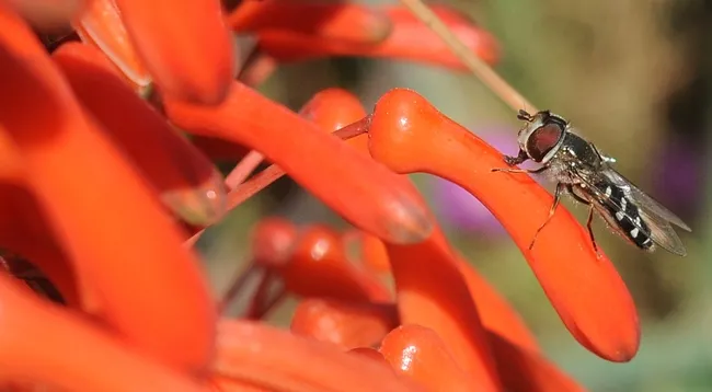 Syrphid flies are pollinators, too. This one is on aloe, a flowering succulent, on the Storer Hall grounds, UC Davis. (Photo by Kathy Keatley Garvey)