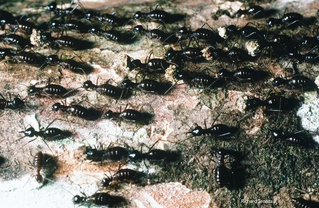 Nasute termites. Photographed by Richard Tenaza and identified by research scholar/insect photographer Alex Wild of the University of Illinois.
