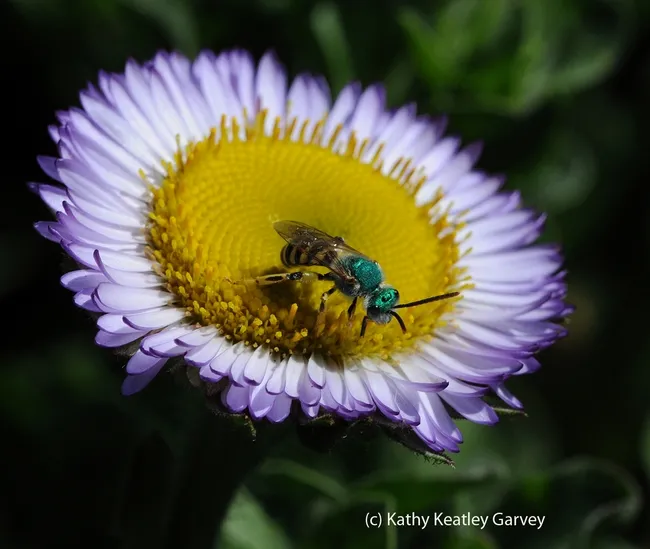 Male metallic green sweat bee, Agapostemon texanus, nectaring on a seaside daisy, Erigeron glaucus Wayne Roderick. (Photo by Kathy Keatley Garvey)