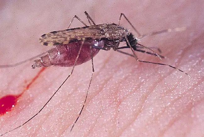 Anopheles gambiae, also known as the malaria mosquito. (Photo by medical entomologist Anthony Cornel, UC Davis associate professor)