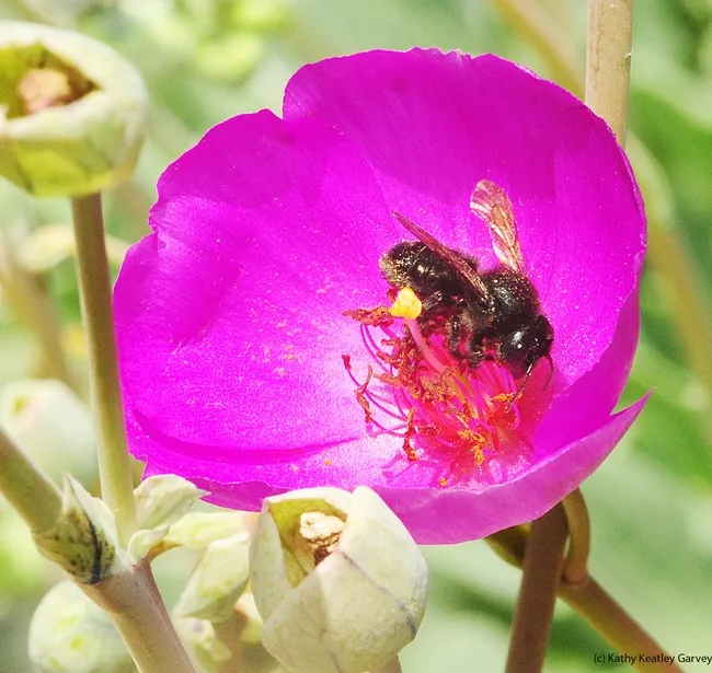 An Uncommon Bee | Bug Squad