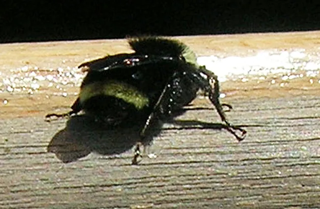 The characteristic  yellow band on the abdomen of Bombus vosnesenskii. The bee landed on the boat and then after a 10-minute rest, took off.