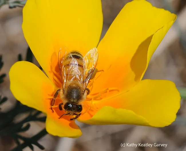 Honey bee foraging on a California golden poppy. (Photo by Kathy Keatley Garvey)