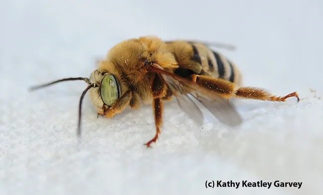 Male long-horned sunflower bee (Svastra obliqua expurgata) before he buzzed off. (Photo by Kathy Keatley Garvey)