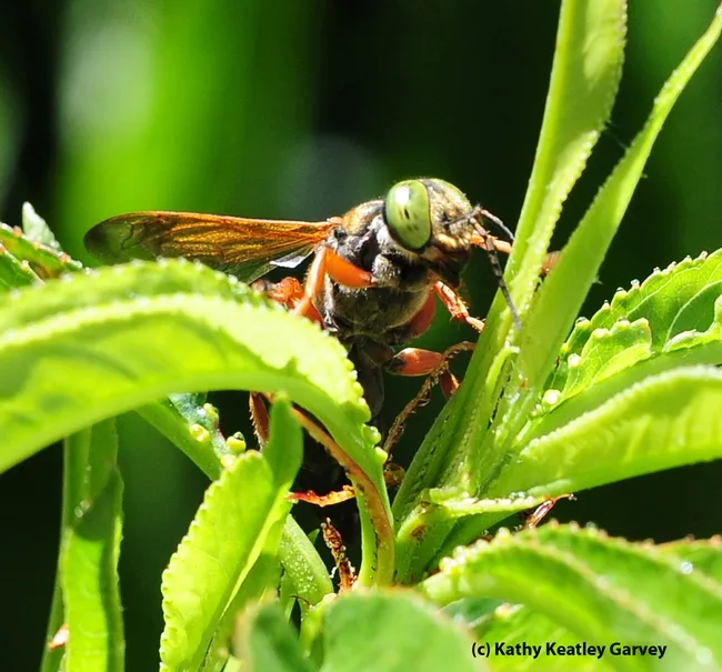 Green-eyed wasp, genus Tachytes, in a nectarine tree. This one is a female, as identified by Lynn Kimsey, director of the Bohart Museum of Entomology. (Photo by Kathy Keatley Garvey)
