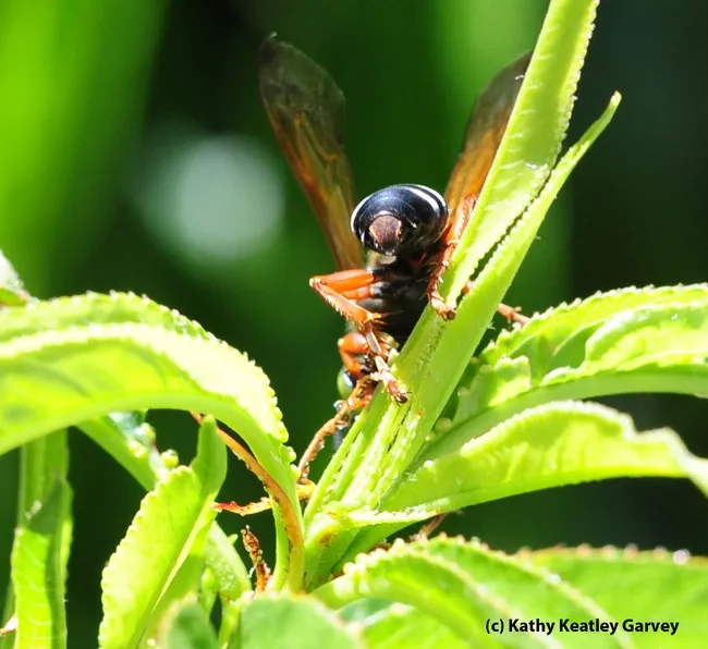 A little somersault by a green-eyed wasp, genus Tachytes. (Photo by Kathy Keatley Garvey)