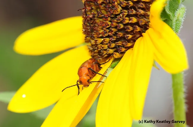 Meloid blister beetle, which produces a toxin known as cantharidin, peers at the camera. (Photo by Kathy Keatley Garvey)