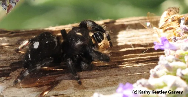 Jumping spider eating a sweat bee. (Photo by Kathy Keatley Garvey)