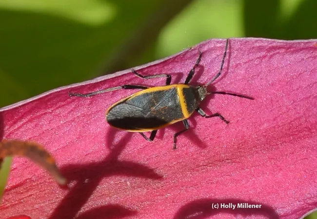 This "mystery bug" is a largid in the group of insects called bordered plant bugs, says Lynn Kimsey, director of the Bohart Museum of Entomology. (Photo by Holly Millener)