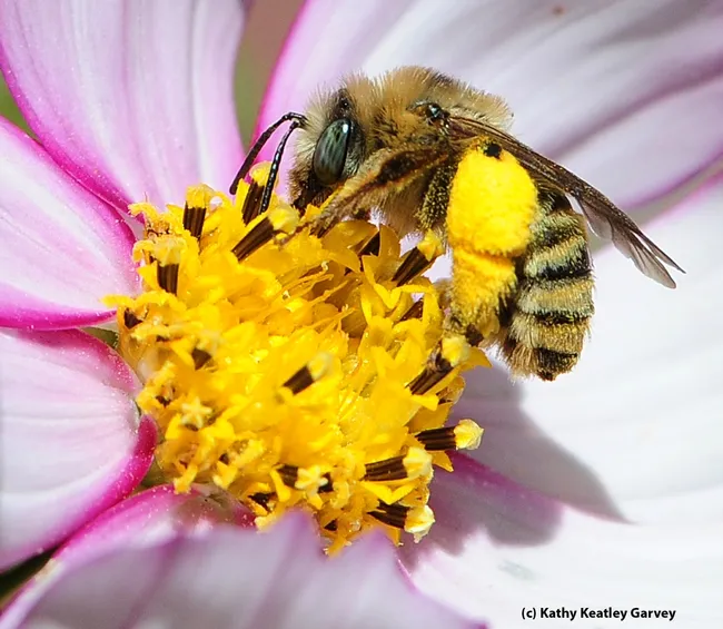 Close-up of pollen on a sunflower bee. (Photo by Kathy Keatley Garvey)