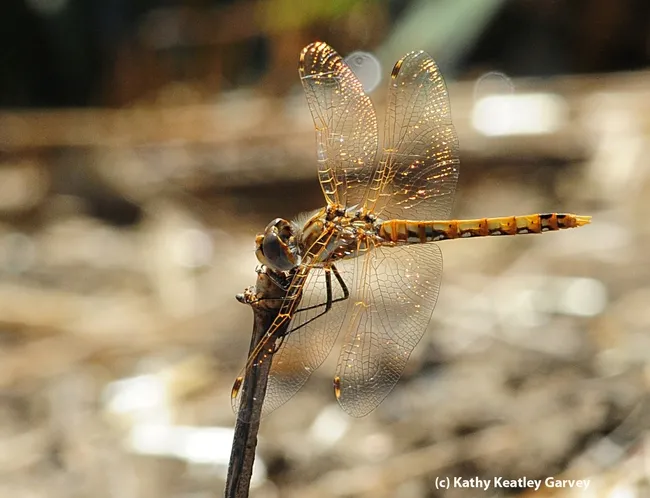 A camouflaged variegated meadowhawk. (Photo by Kathy Keatley Garvey)