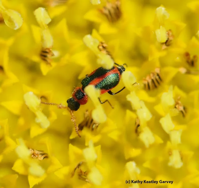Melyrid beetle on a sunflower. (Photo by Kathy Keatley Garvey)