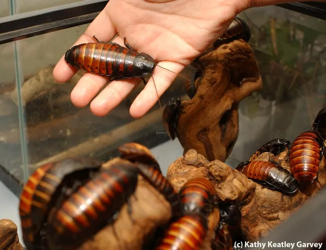 Madagascar hissing cockroaches are a favorite of Bohart Museum visitors, and senior museum scientist Steve Heydon is eager to talk about them. (Photo by Kathy Keatley Garvey)