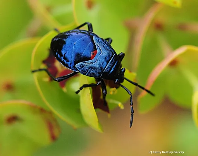Close-up of a bordered plant bug, family Largidae. (Photo by Kathy Keatley Garvey)
