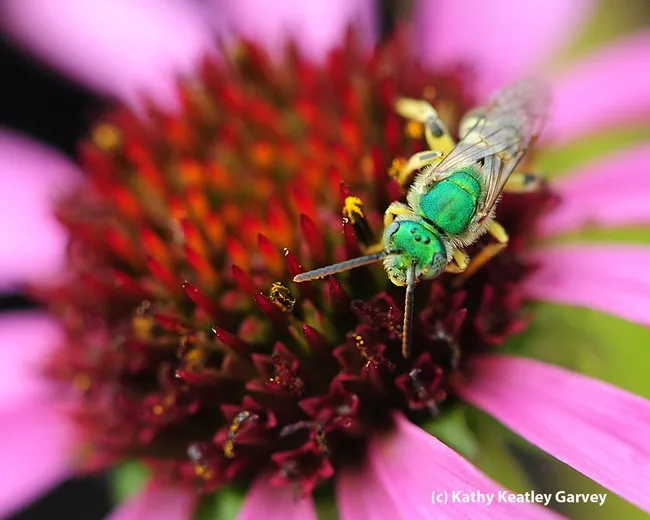 Note the metallic green head and thorax of a male sweat bee, Agapostemon texanus. (Photo by Kathy Keatley Garvey)
