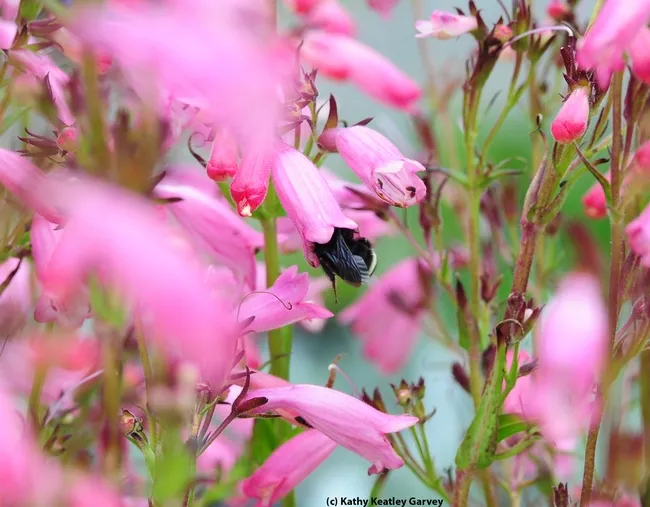 Yellow-faced bumble bee (Bombus vosnesenskii) crawls inside a penstemon, "Evelyn." (Photo by Kathy Keatley Garvey)