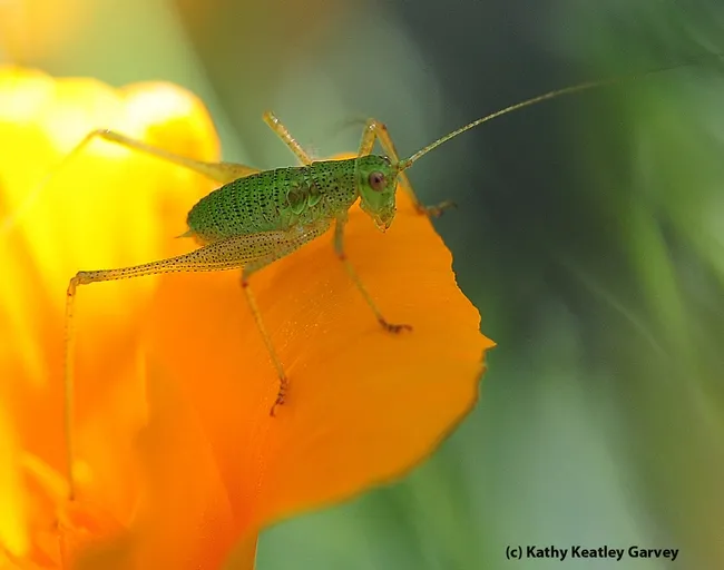 Nymph katydid on California golden poppy. (Photo by Kathy Keatley Garvey)