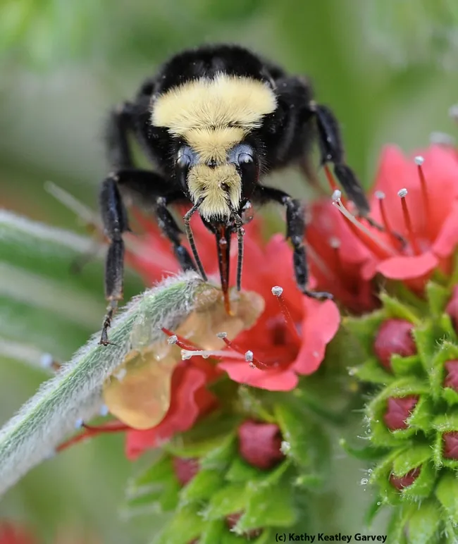 Yellow-faced bumble bee (Bombus vosnesenskii) on tower of jewels. (Photo by Kathy Keatley Garvey)