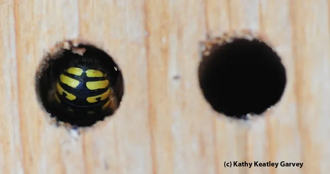 Close-up of a sleeping European wool carder bee, Anthidium manicatum. (Photo by Kathy Keatley Garvey)