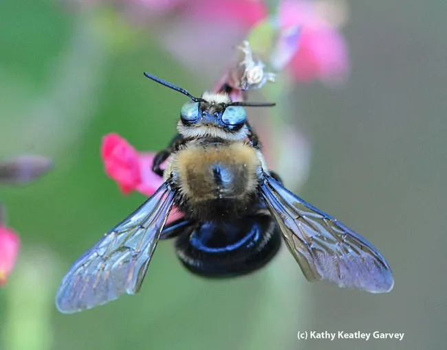 Close-up of male carpenter bee, Xylocopa tabaniformis orpifex. (Photo by Kathy Keatley Garvey)