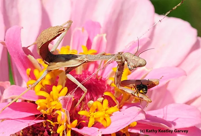 What are you looking at? A praying mantis, with a female sweat bee grasped in its spiked forelegs, looks at the camera. (Photo by Kathy Keatley Garvey)