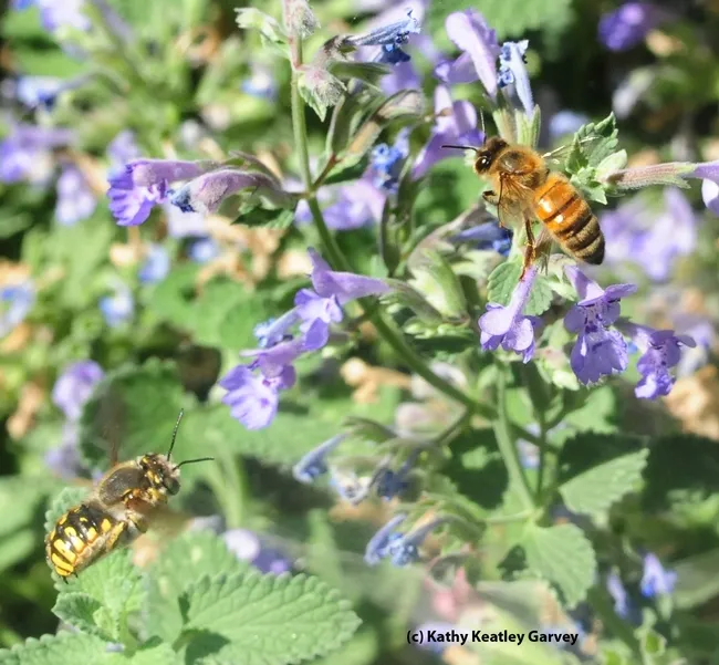 Male European carder bee (left) targets a honey bee on catmint. (Photo by Kathy Keatley Garvey)