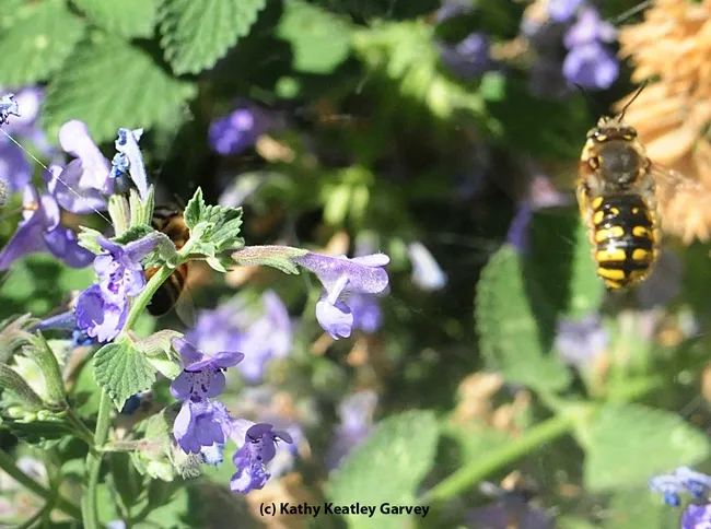 The impact levels the honey bee. She emerges from the blow as the male European carder bee circles to attack again. (Photo by Kathy Keatley Garvey
