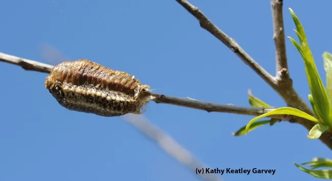 Egg case of a praying mantis. This photo was taken April 18, 2012 at the Harry H. Laidlaw Jr. Honey Bee Research Facility, UC Davis. (Photo by Kathy Keatley Garvey)