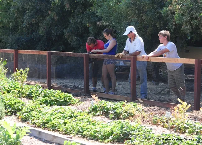 Stapling wire to the fence are (from left) Derek Tully and his girlfriend, Emily Talbot, while father and son Dave Hawkins and Willie Hawkins of Troop 111 straighten the wiring. (Photo by Kathy Keatley Garvey)