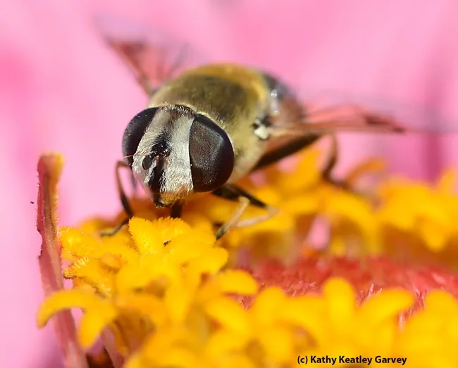 Close-up of a fly, genus Eristalis, on a flower. (Photo by Kathy Keatley Garvey)